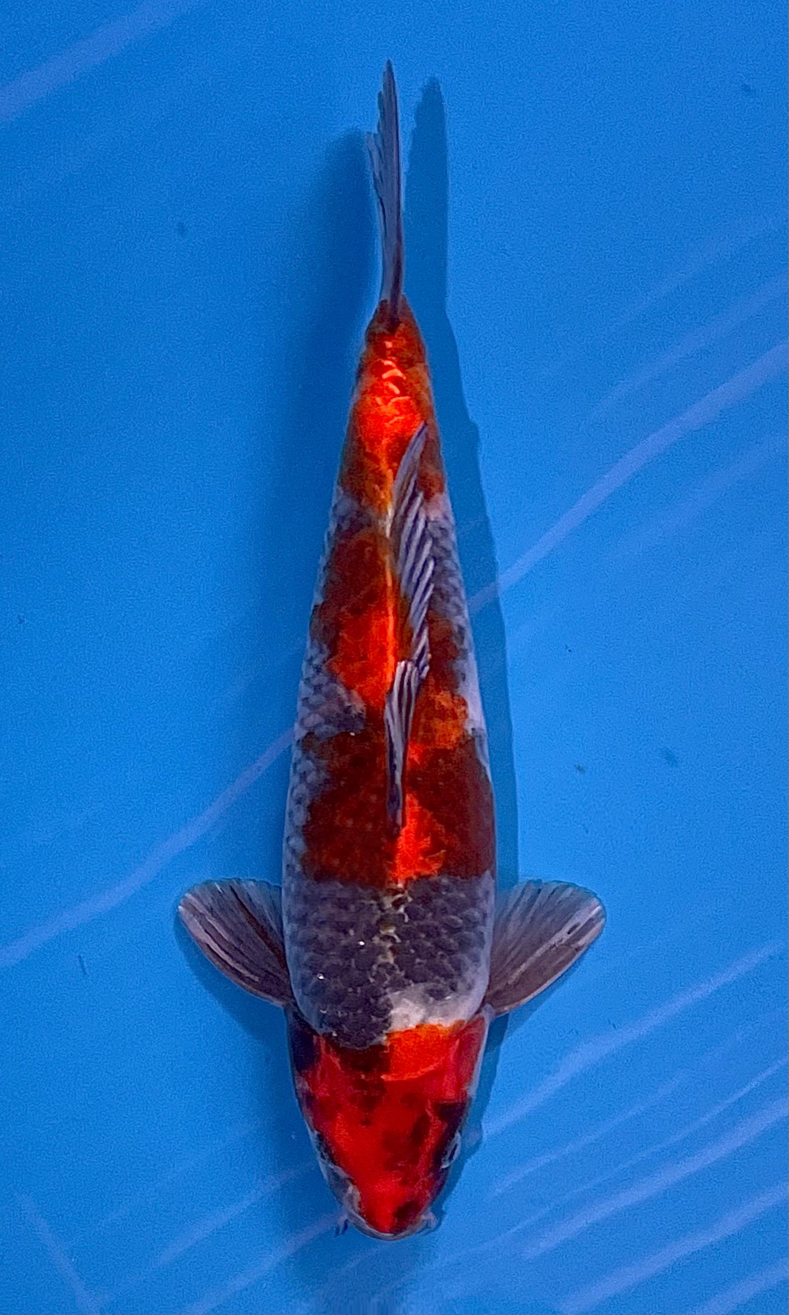 SHOWA MALE 38cm