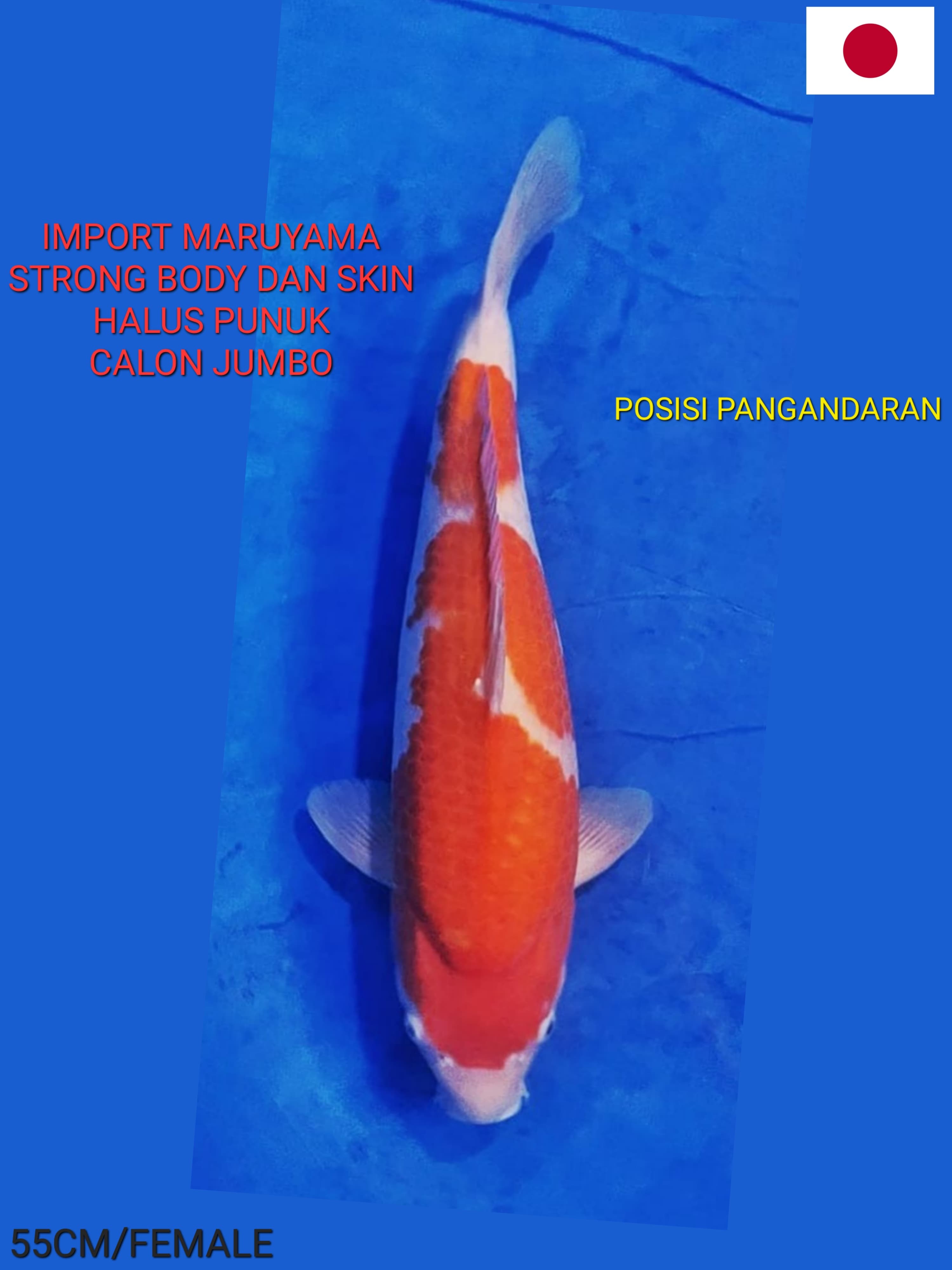 KOHAKU IMPORT MARUYAMA STRONG BODY DAN SKIN PUNUK 55cm