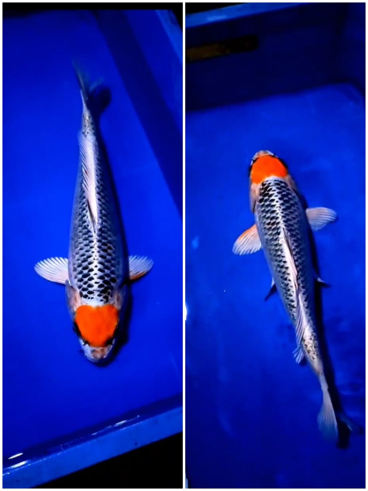 TANCO KUJAKU 38cm