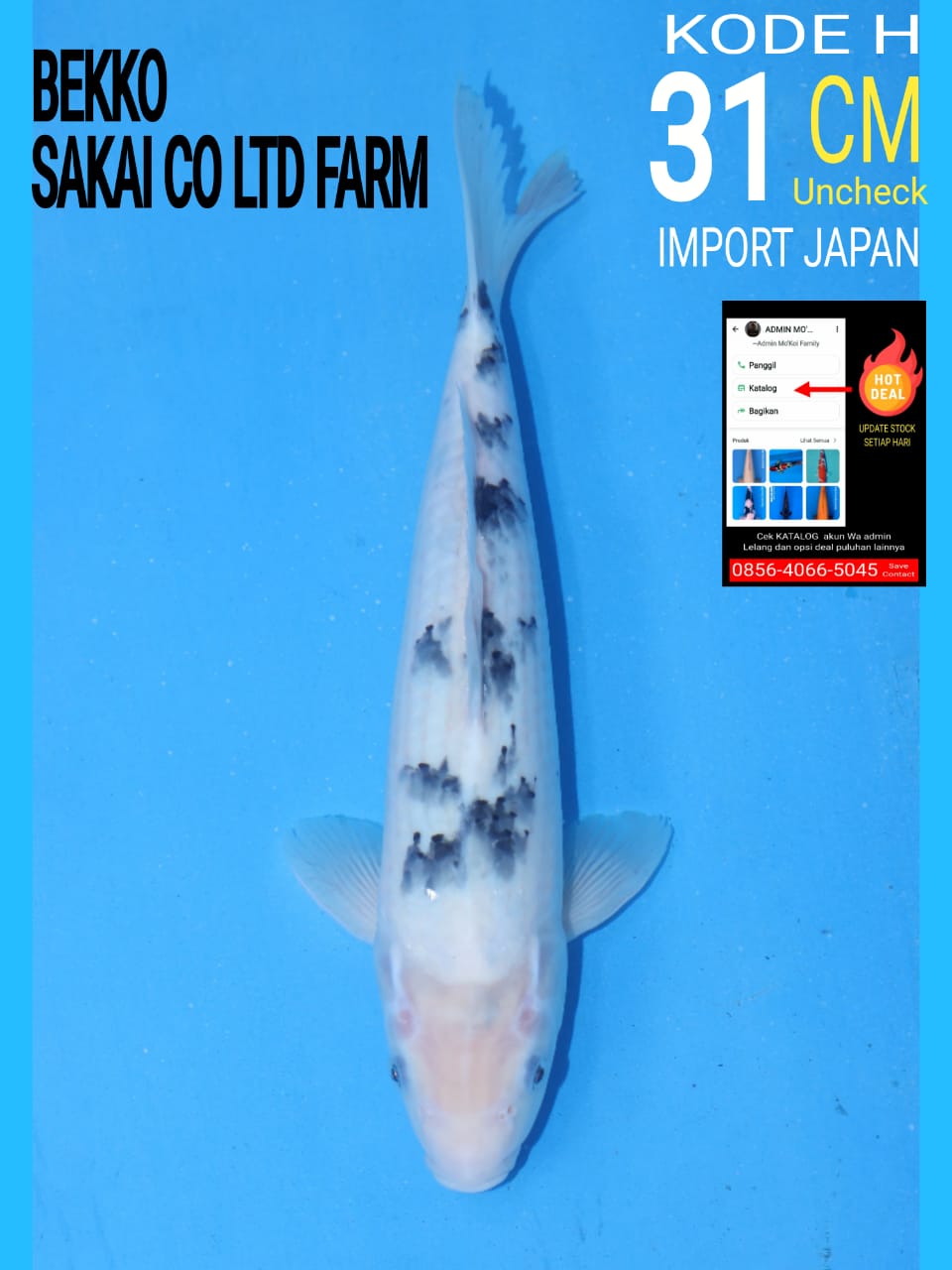 BEKKO SAKAI CO 31cm