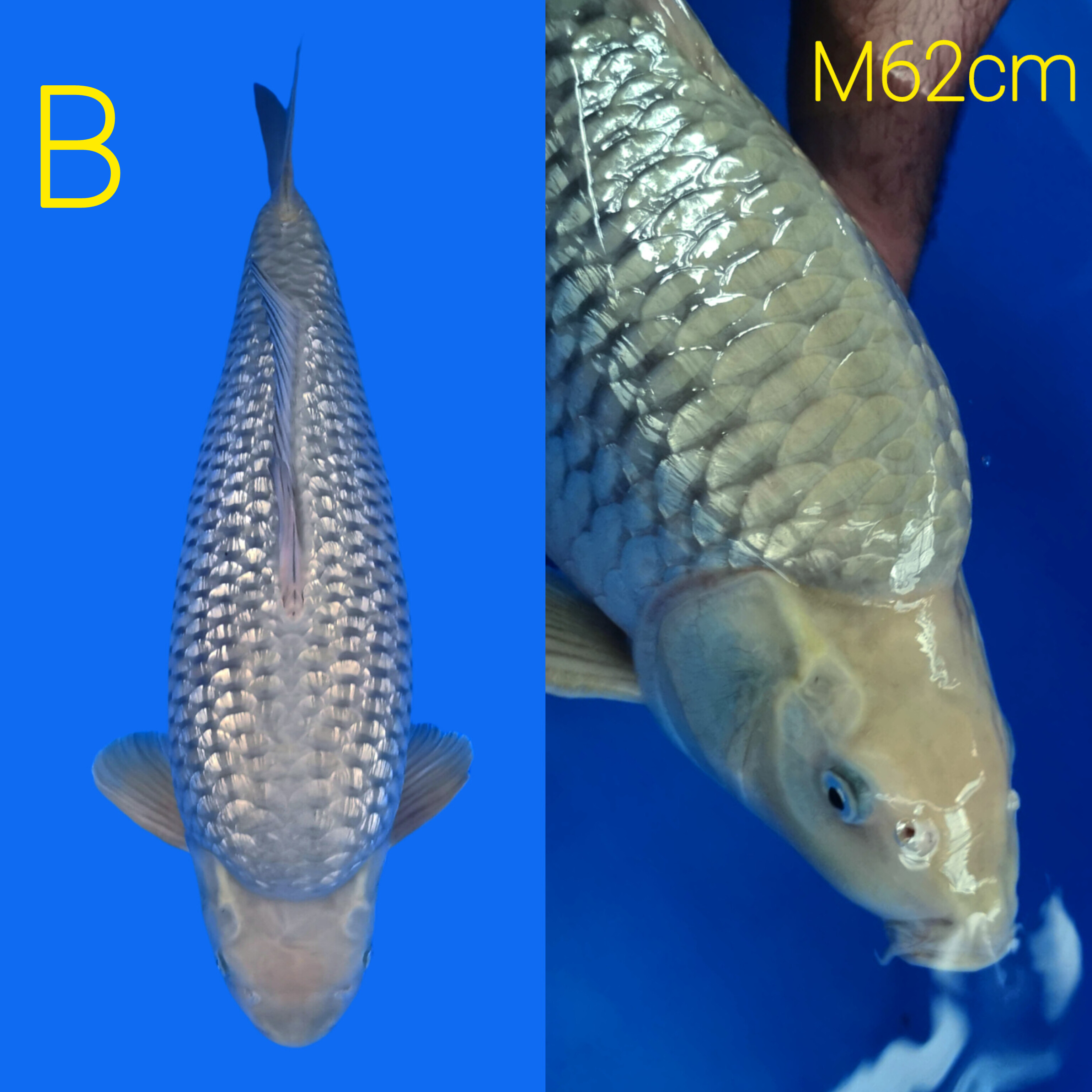 SORAGOI GINRIN MUNUK OVER BODY BADAK 62cm
