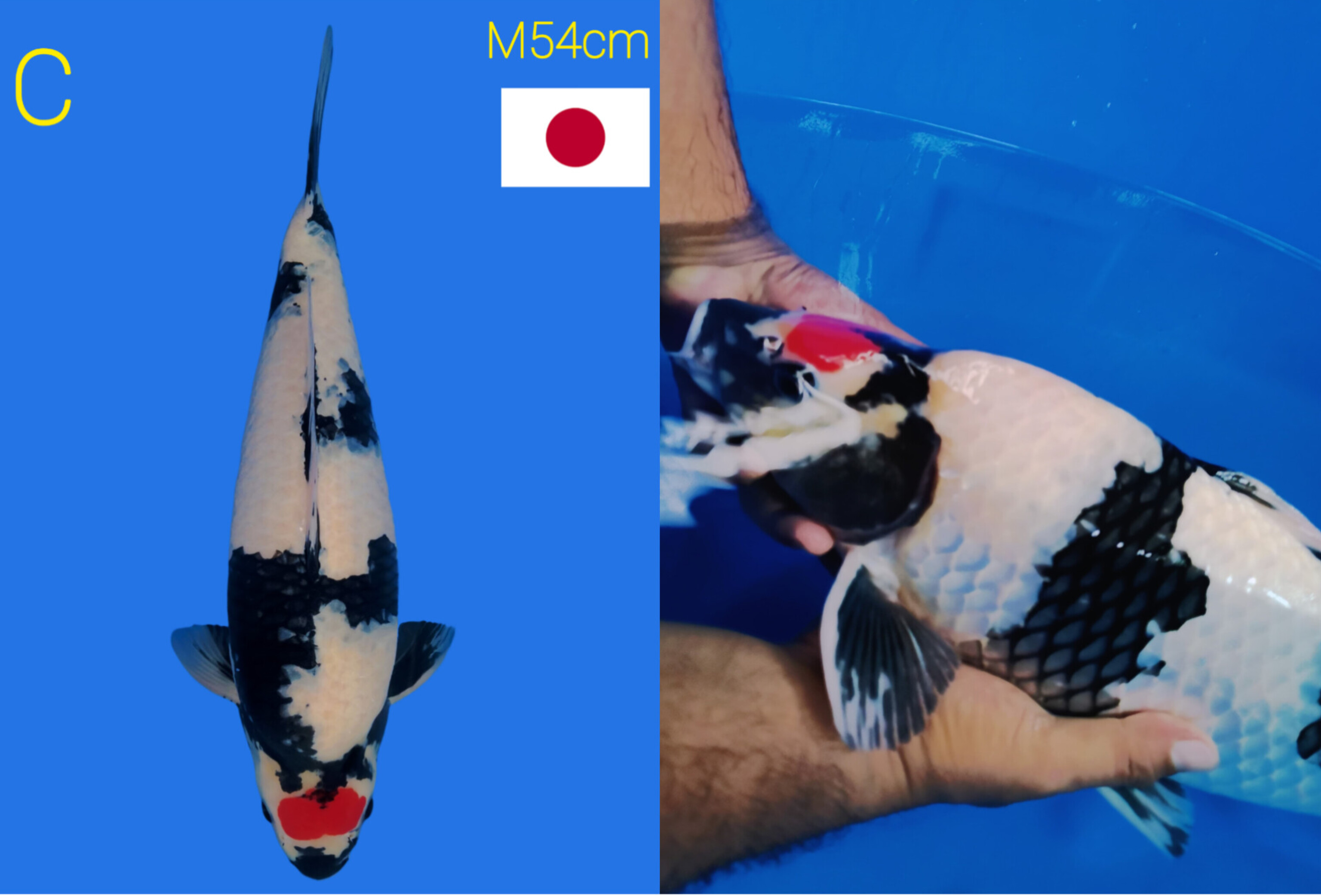 TC SHOWA DAINICHI NON SERTIFIKAT54cm