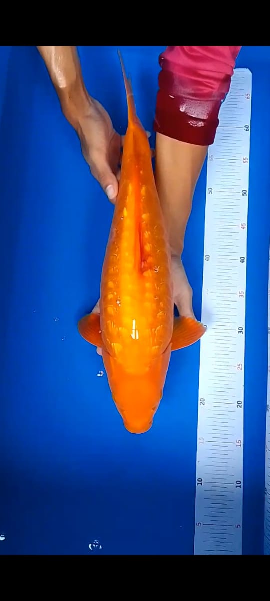 KARASI ARAGOKE47cm