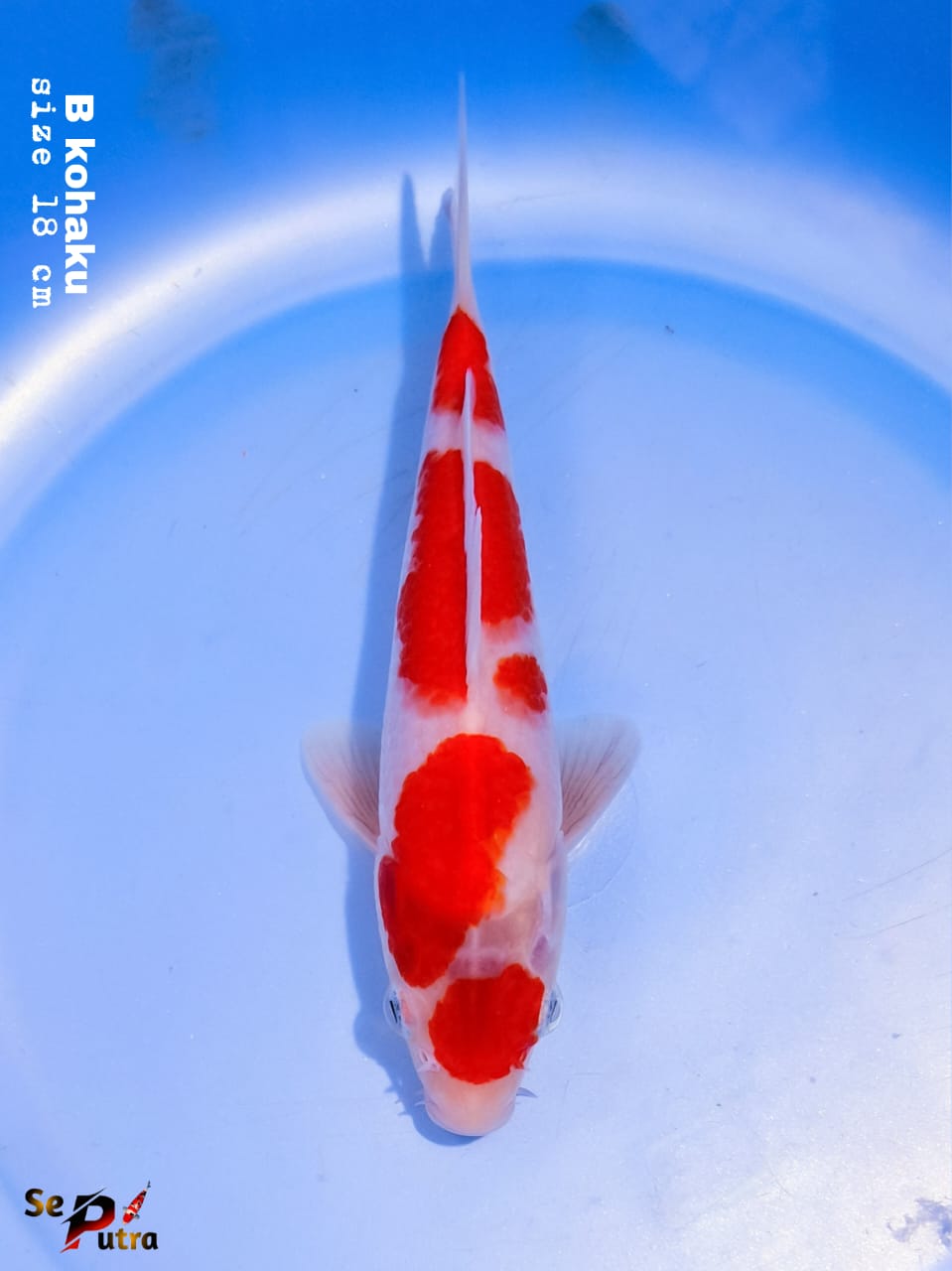 KOHAKU 18cm