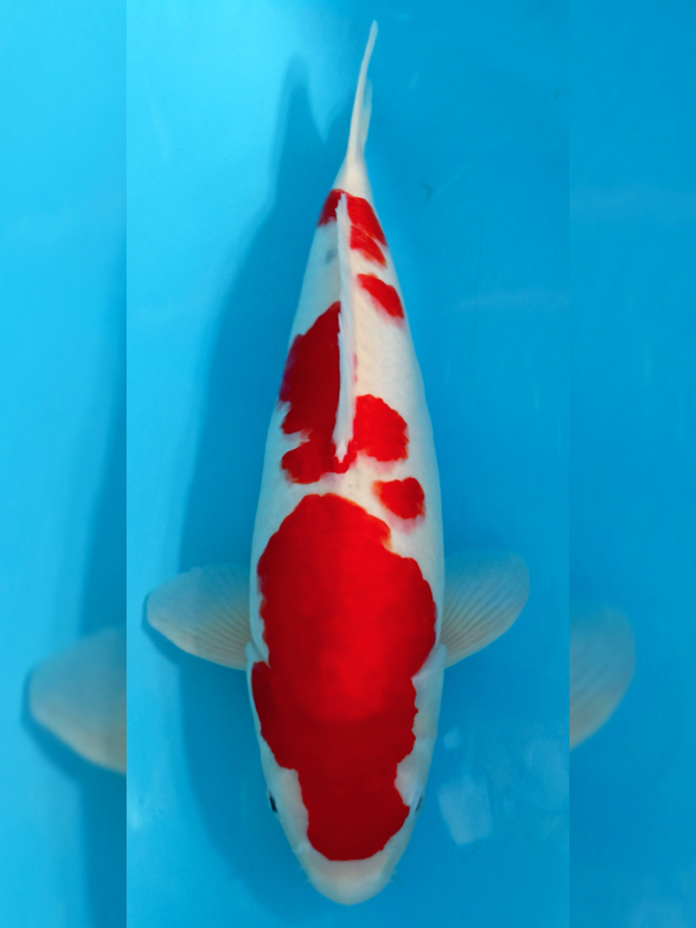 KOHAKU JUMBO SIZE 53cm