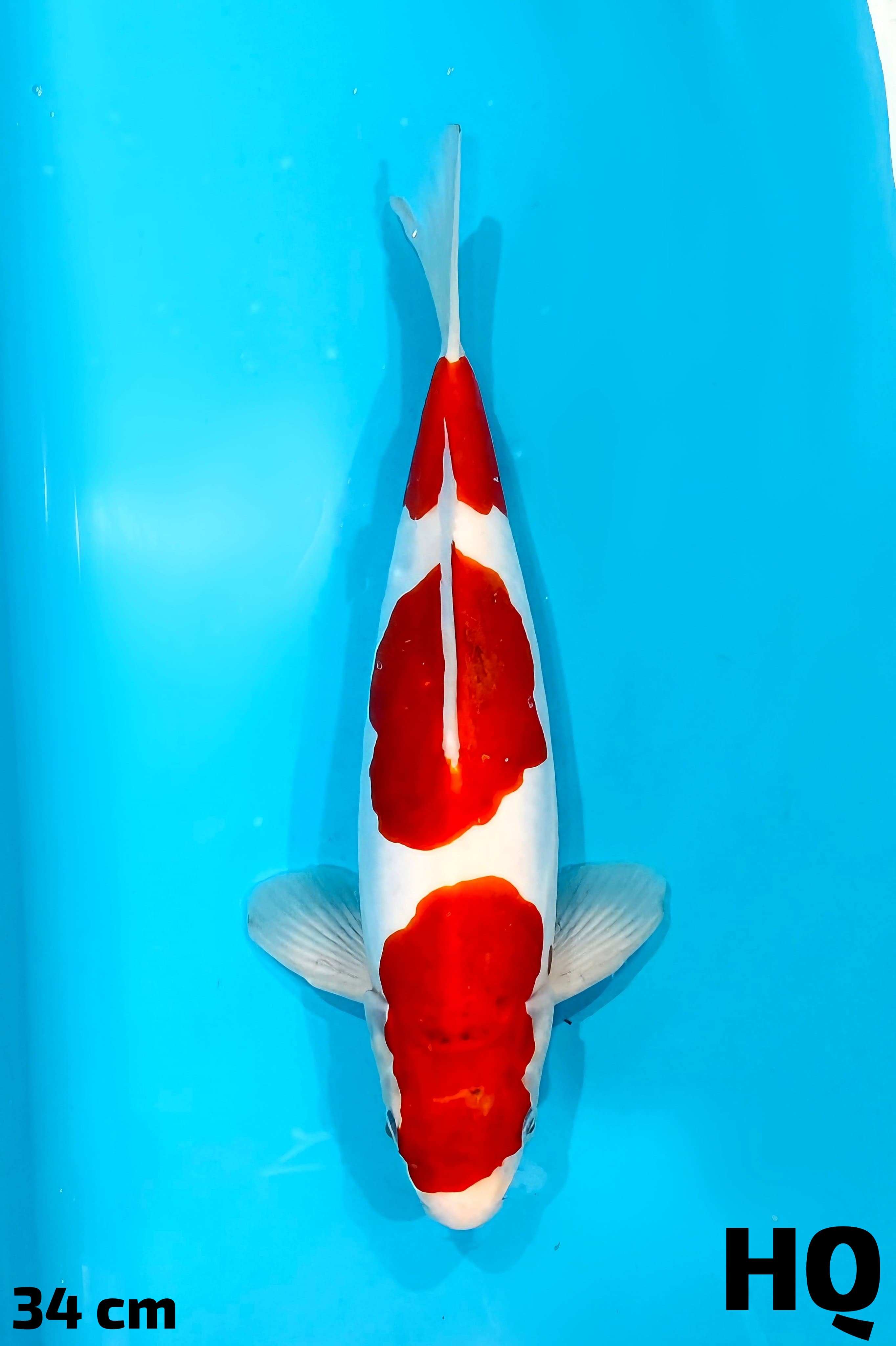 KOHAKU DOITSU MURNI HQ 34cm