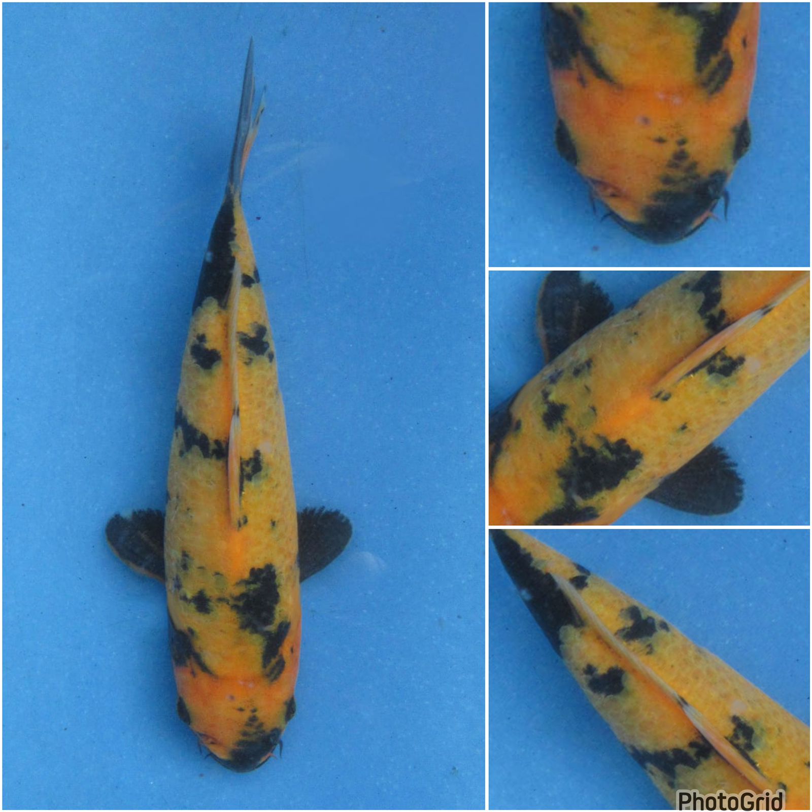 KI UTSURI IMPORT MALE 16cm