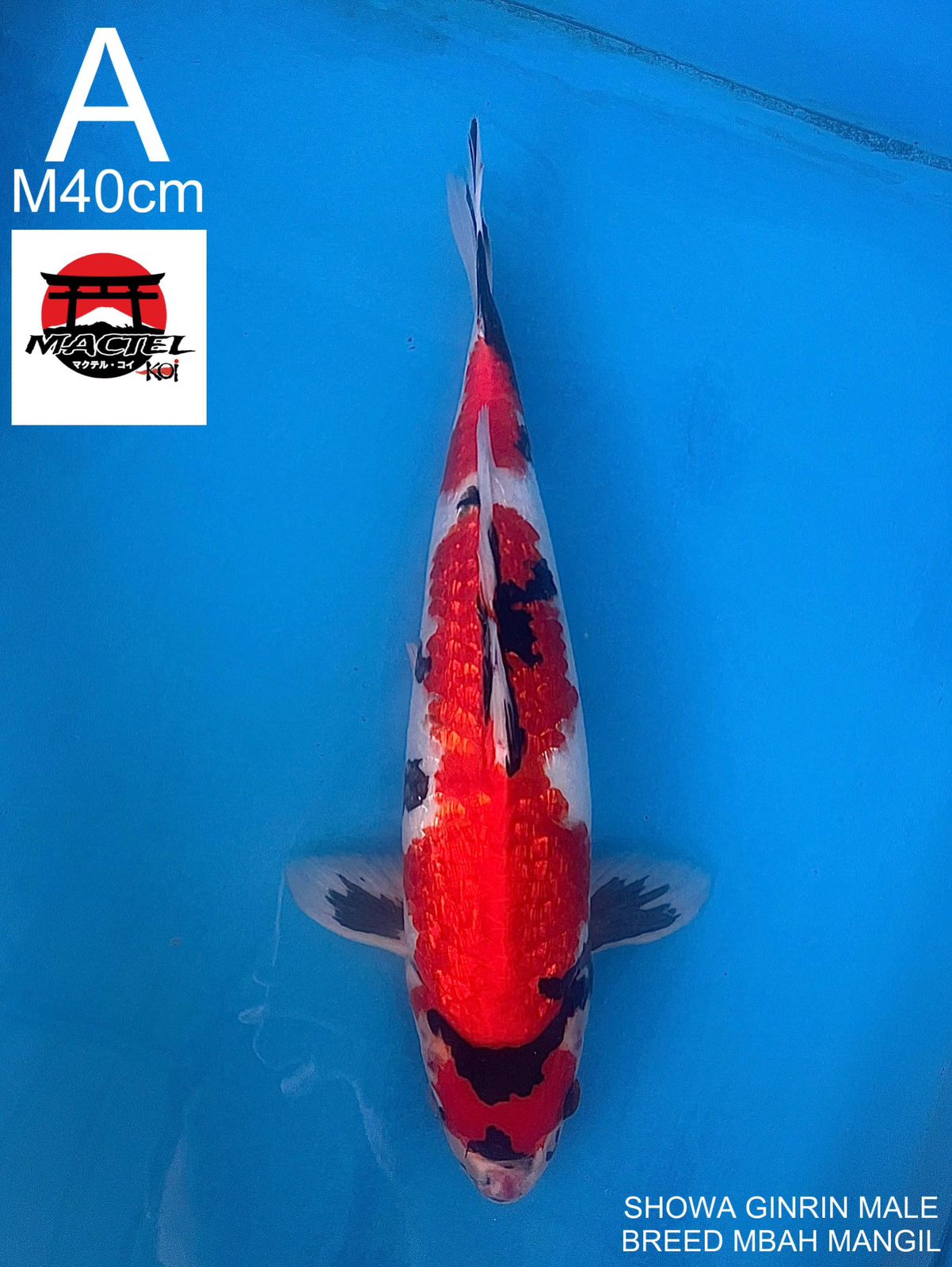 SHOWA GINRIN 40cm