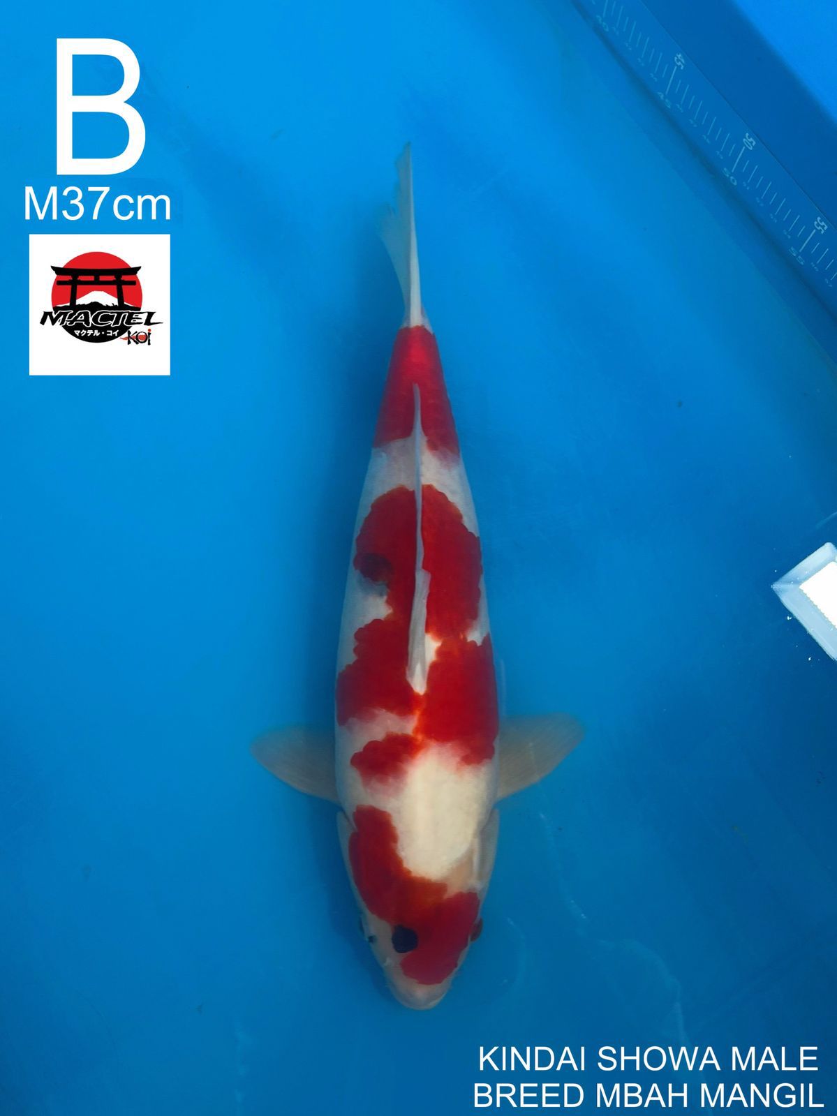 KINDAI SHOWA BREED MBAH MANGIL M37cm