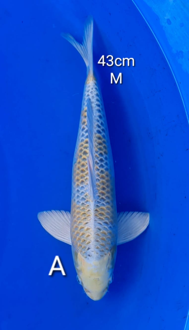 YELLOW KUJAKU 43cm