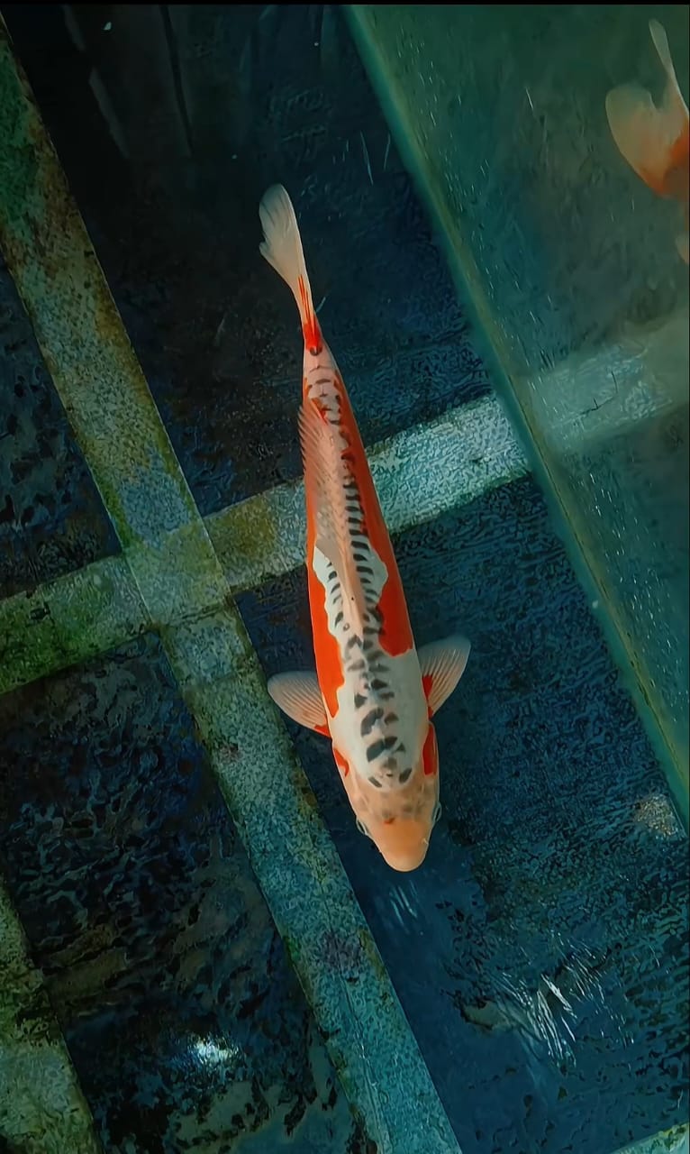 SHUSUI ORIGINAL JANTAN 35cm