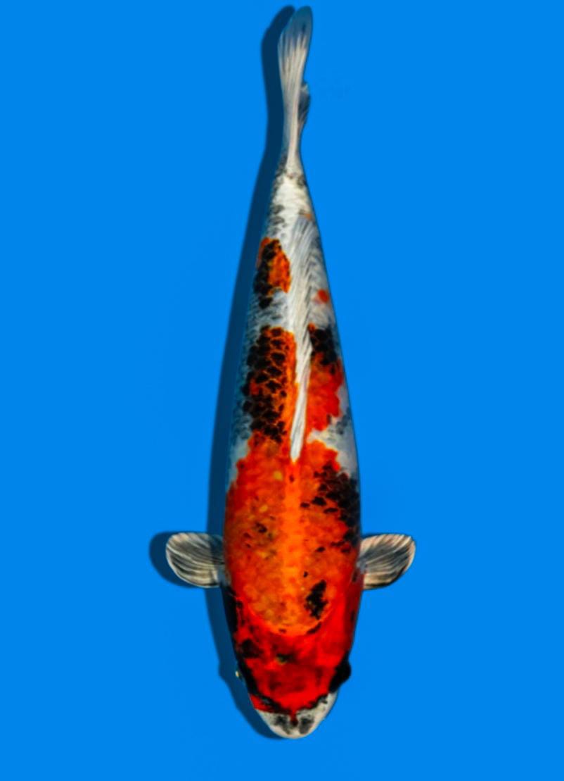 KIN SHOWA TANAKA 36cm