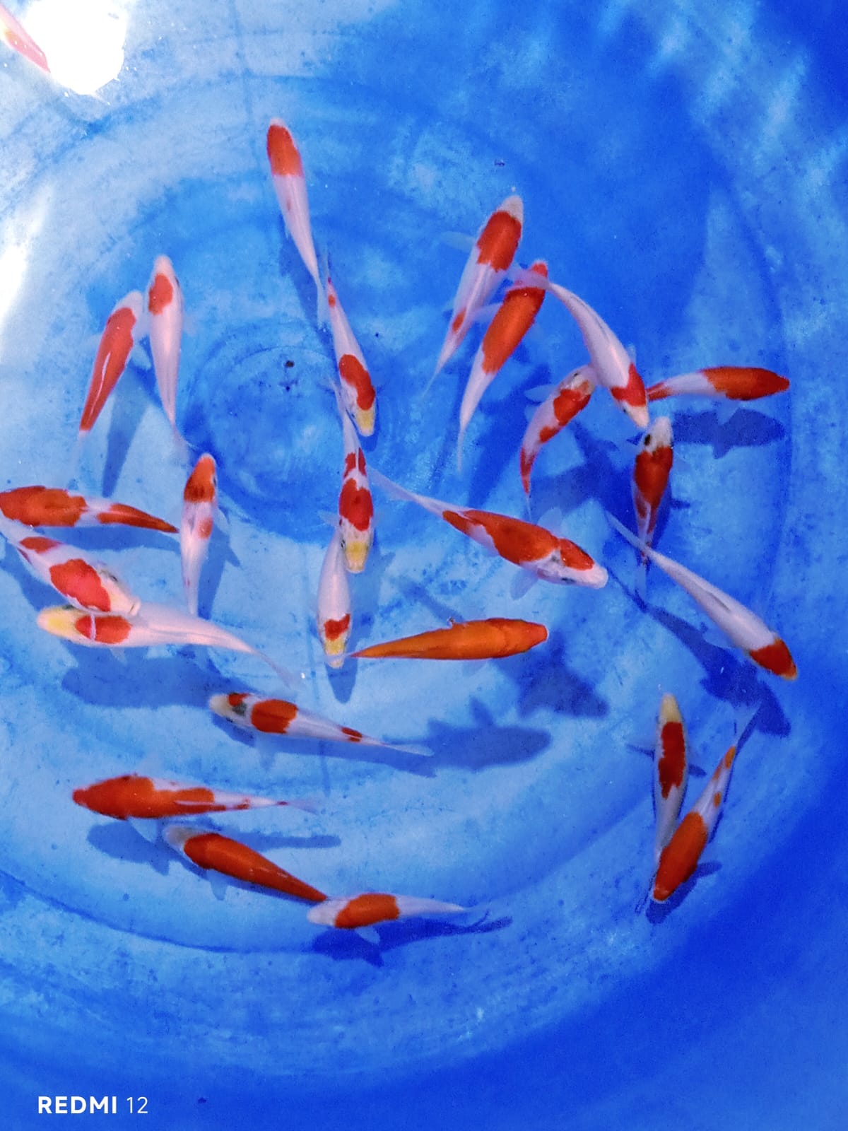 KOHAKU 25 EKOR 1318cm