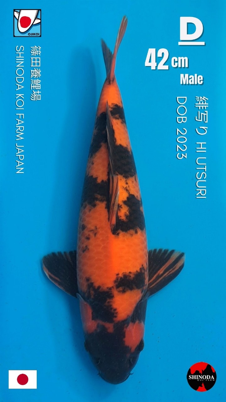 HI UTSURI SHINODA KOI FARM JAPAN IMPORT BERSERTIFIKAT BREEDER DOB 2023 SIZE42cm