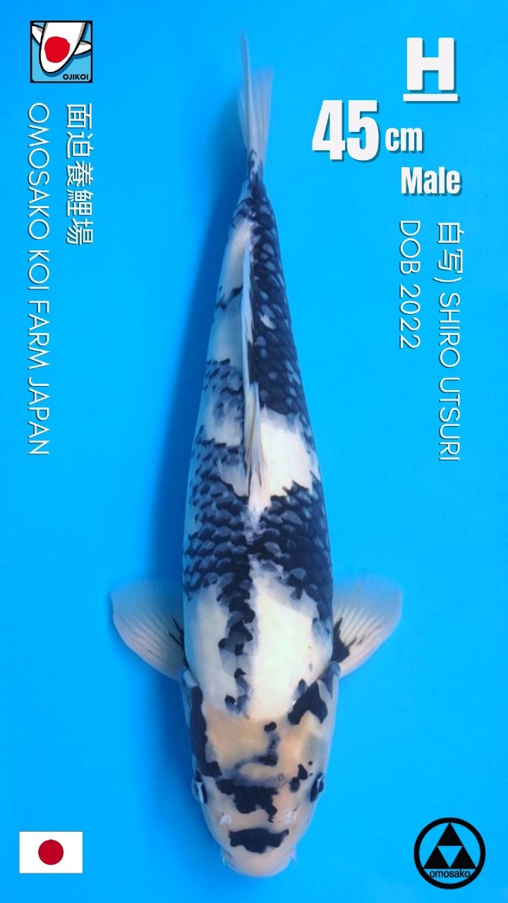 SHIRO UTSURI OMOSAKO KOI FARM JAPAN IMPORT BERSERTIFIKAT BREEDER DOB 2022 SIZE45cm