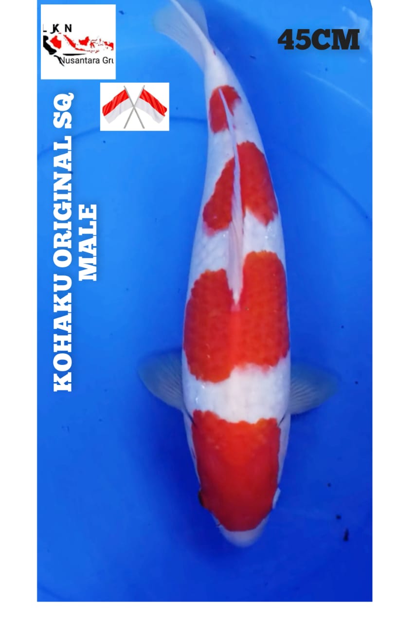 SUPER KOHAKU ISTIMEWA ORIGINAL MALE IKAN KELAS SULTAN LOKASI KEDIRI 45cm