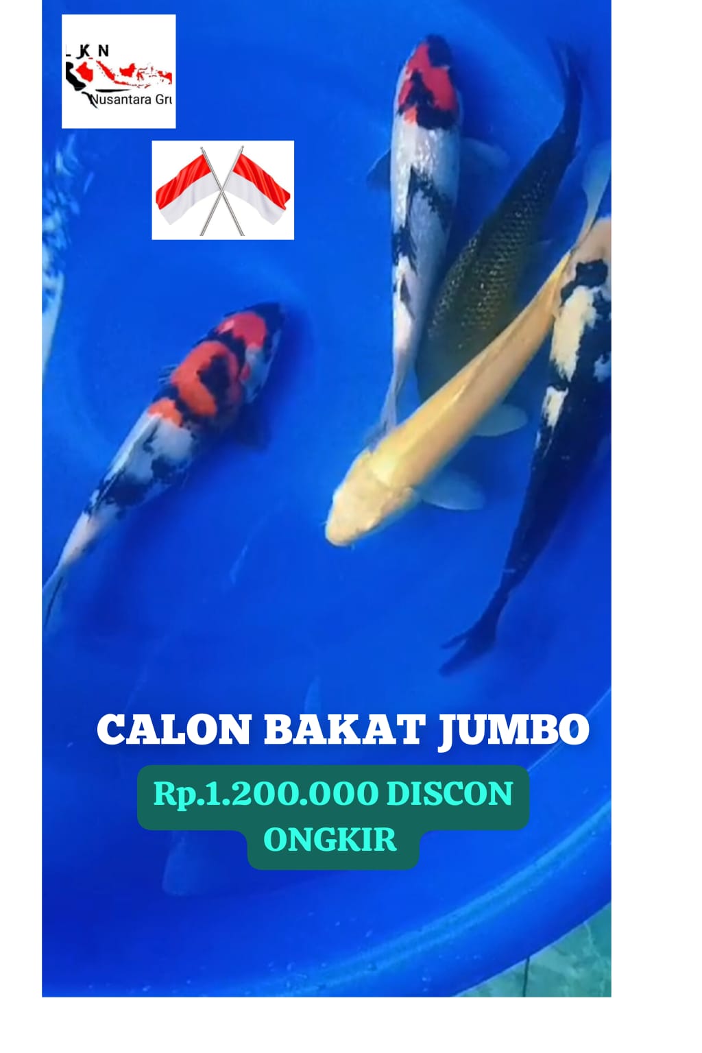 DESKRIPSI PKT 5 EKORCAGOI 25cmSHIRO UTSURI 33cmKARASYI MATA MERAH 35cmSHOWA SHANSOKU 30BUSHOWA GINRIN 30BULOKASI BKC 35cm