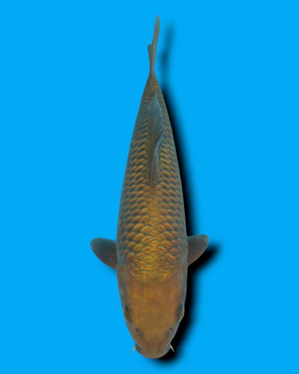 CHAGOI IMPORT MARUSEI CALON JUMBO SKIN OKE JARING RAPIH 26cm