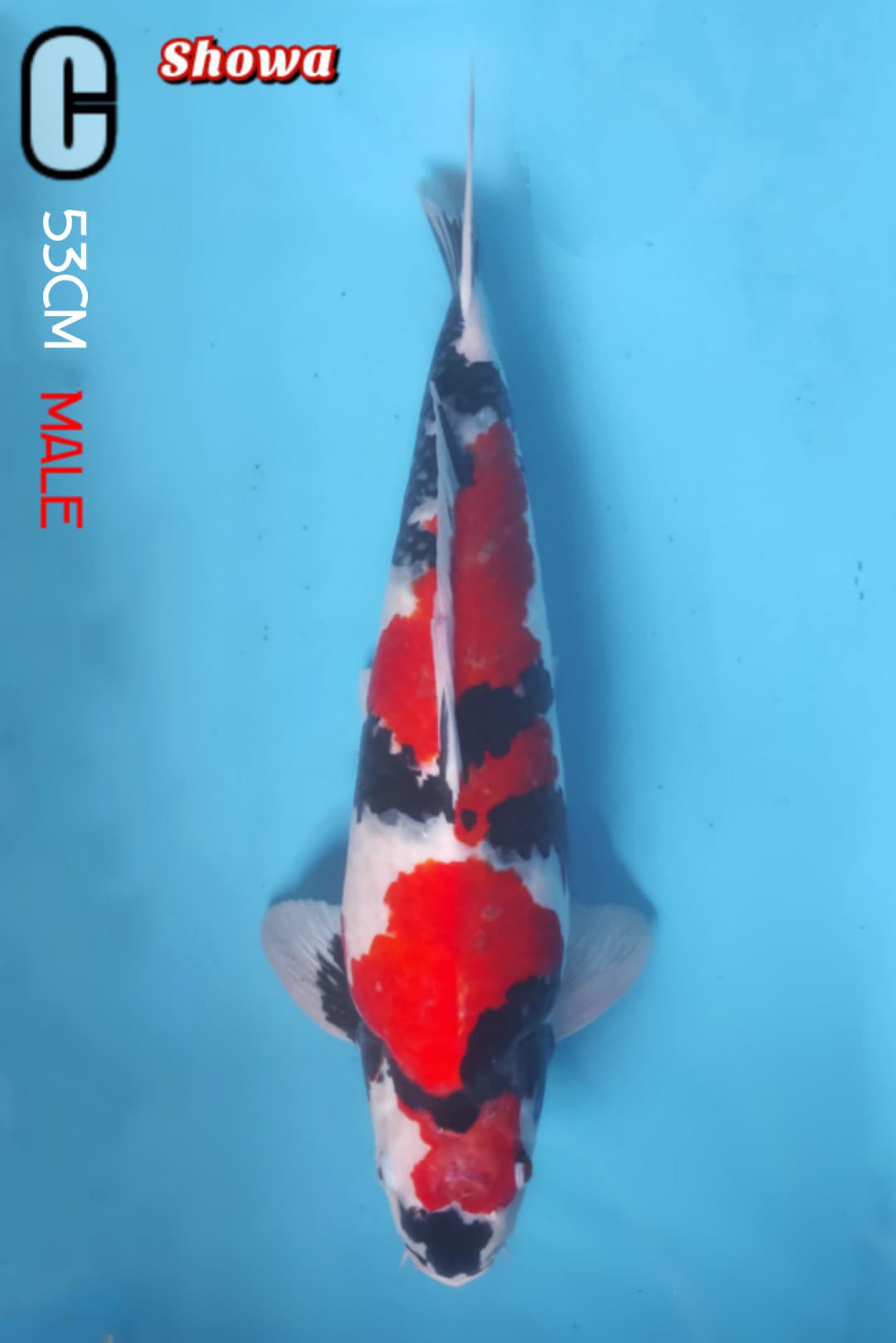 SHOWA 53cm