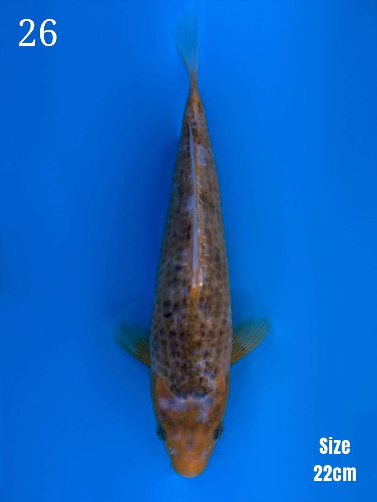 CORN DOB2024 BL TANIGUCHI 22cm
