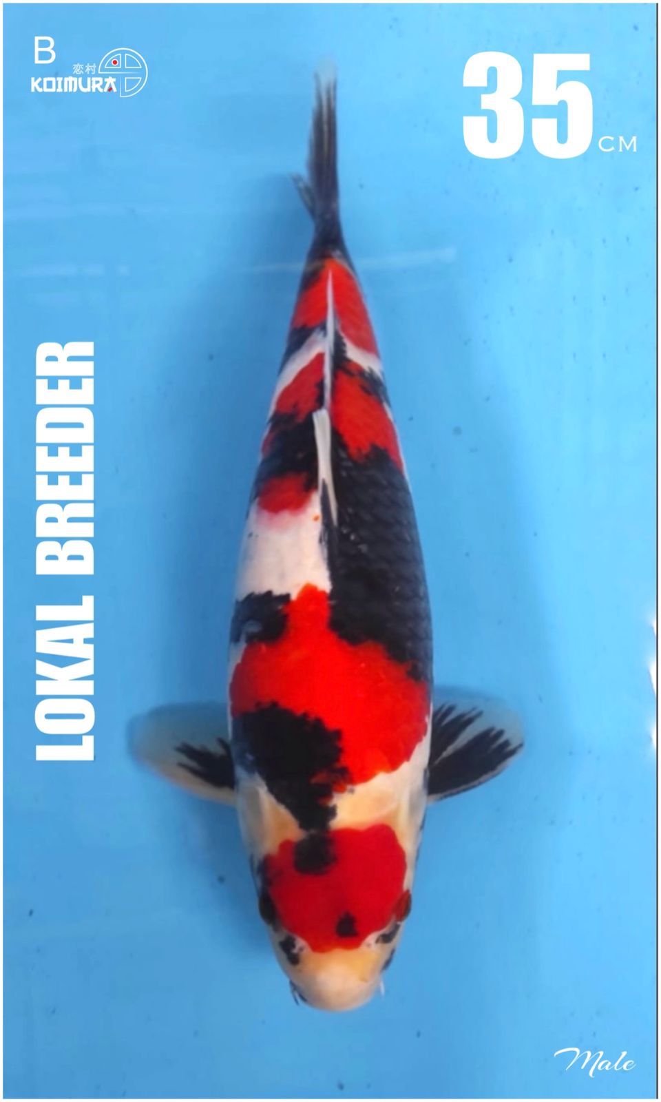 SHOWA 35cm