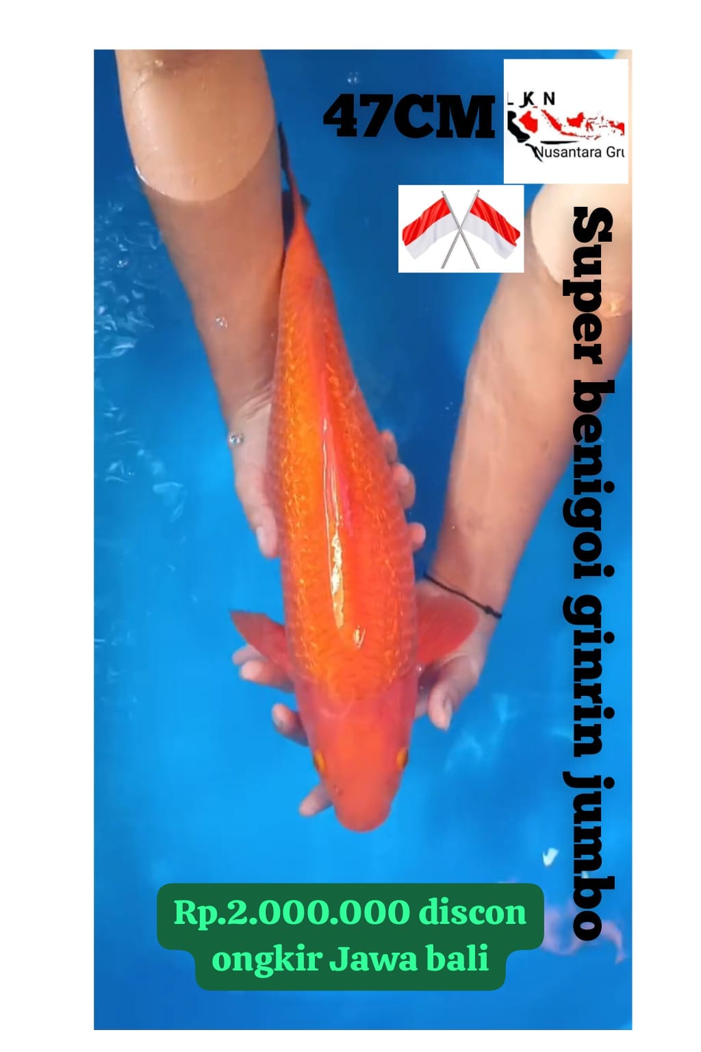 SUPER BENIGOI GINRIN MERAH TEMBUS PERUT JUMBO ISTIMEWA LOKASI NGANJUK 47cm