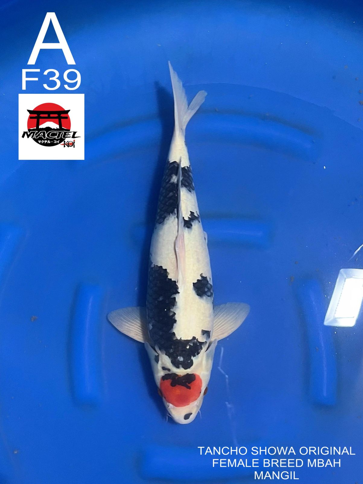 TANCHO SHOWA ORIGINAL BREED MBAH MANGIL ISTIMEWAAH 39cm