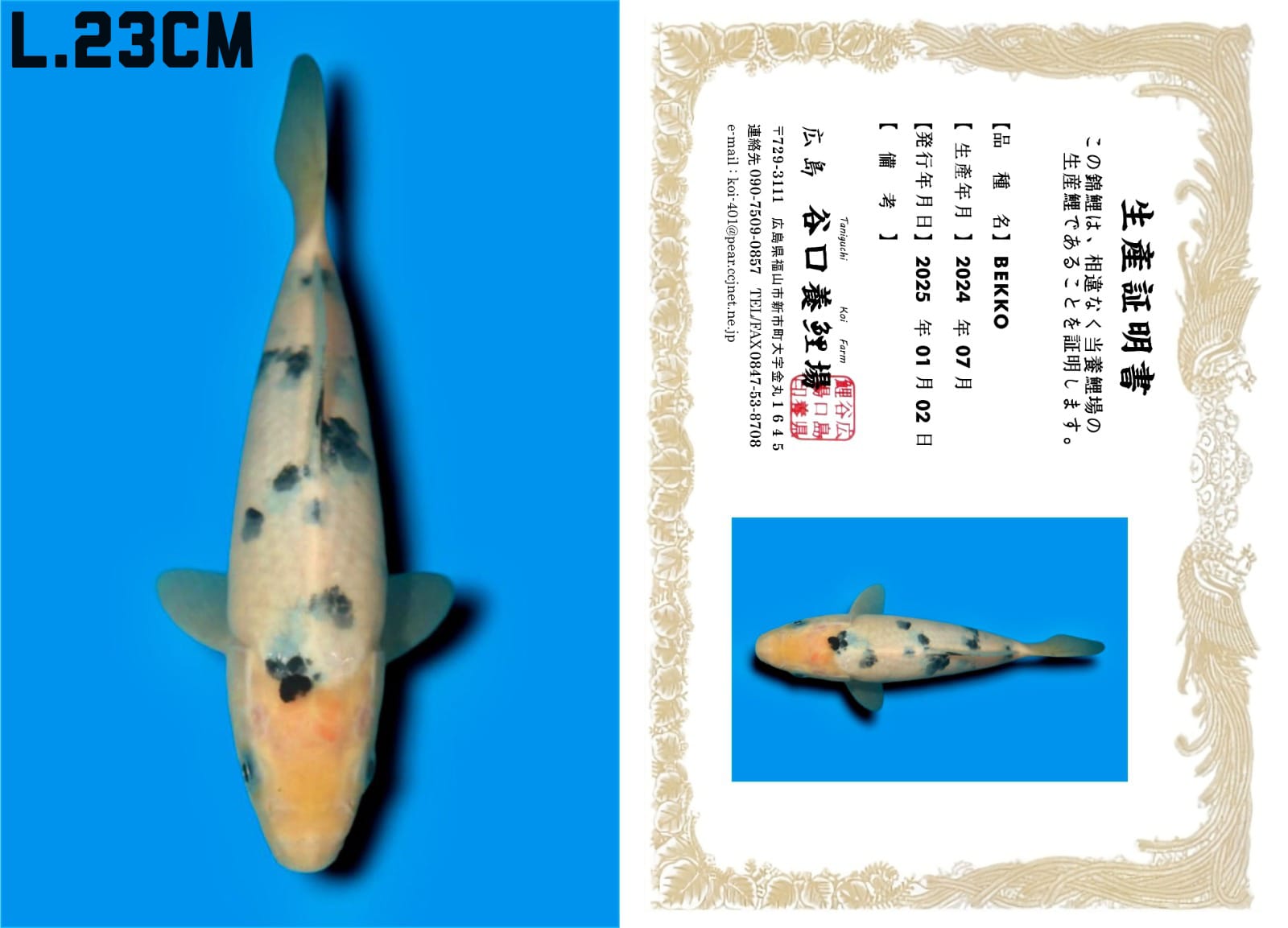 VHQ BEKKO IMPORT TANIGUCHI KOI FARM READY SHOW 23cm