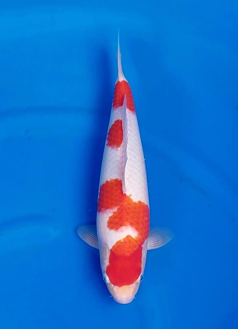 KOHAKU HQ SAKA KOI 38cm