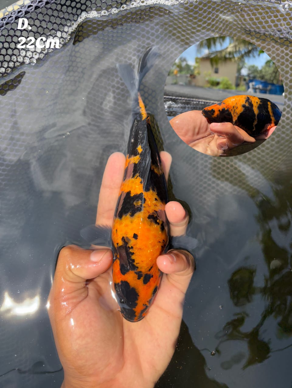 SUPER HIUTSURI BERPUNUK BREED PINGI KOI FARM 22cm