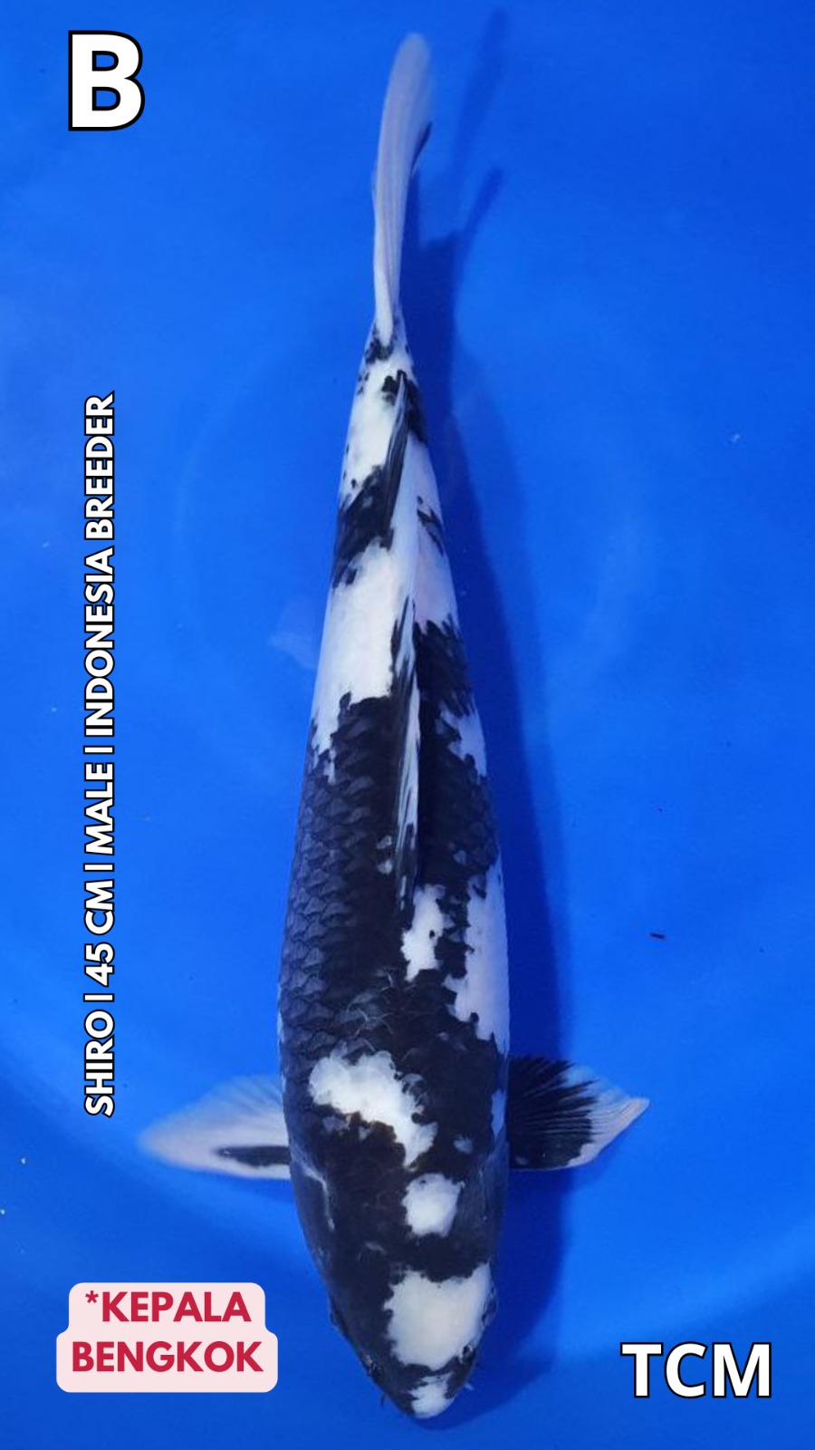 SHIRO 45cm