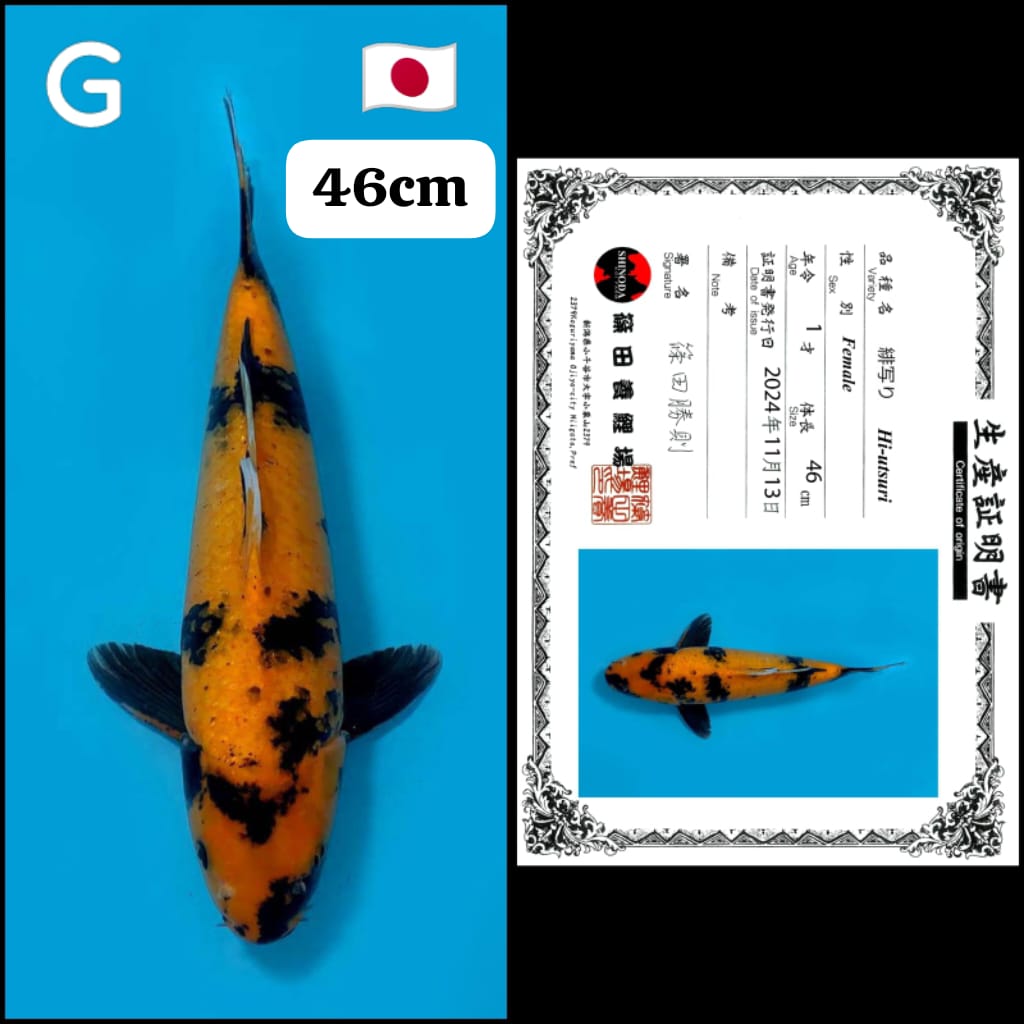 HIUTSURI IMPORT SHINODA SERTIFICATE 46cm