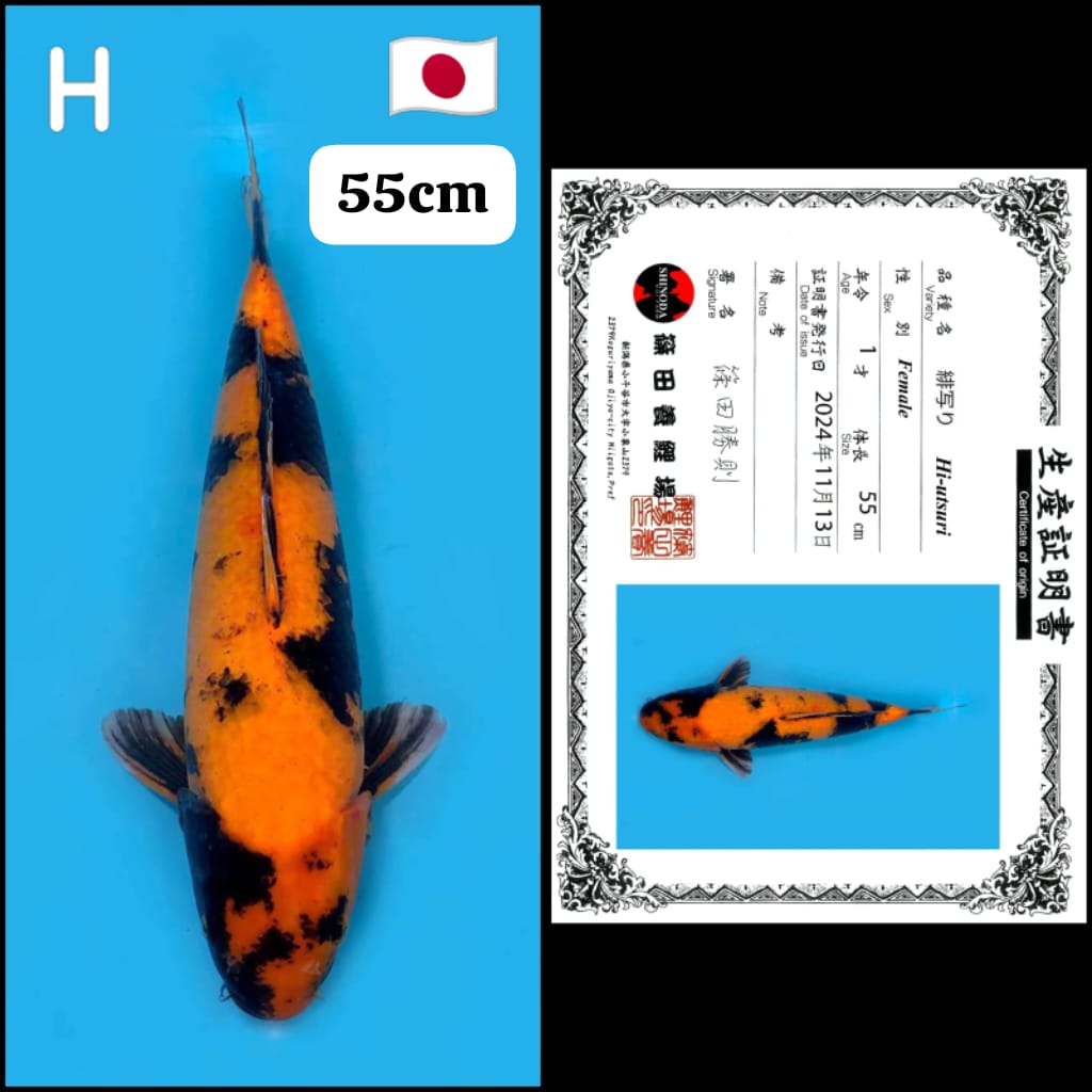 HIUTSURI IMPORT SHINODA SERTIFICATE 55cm