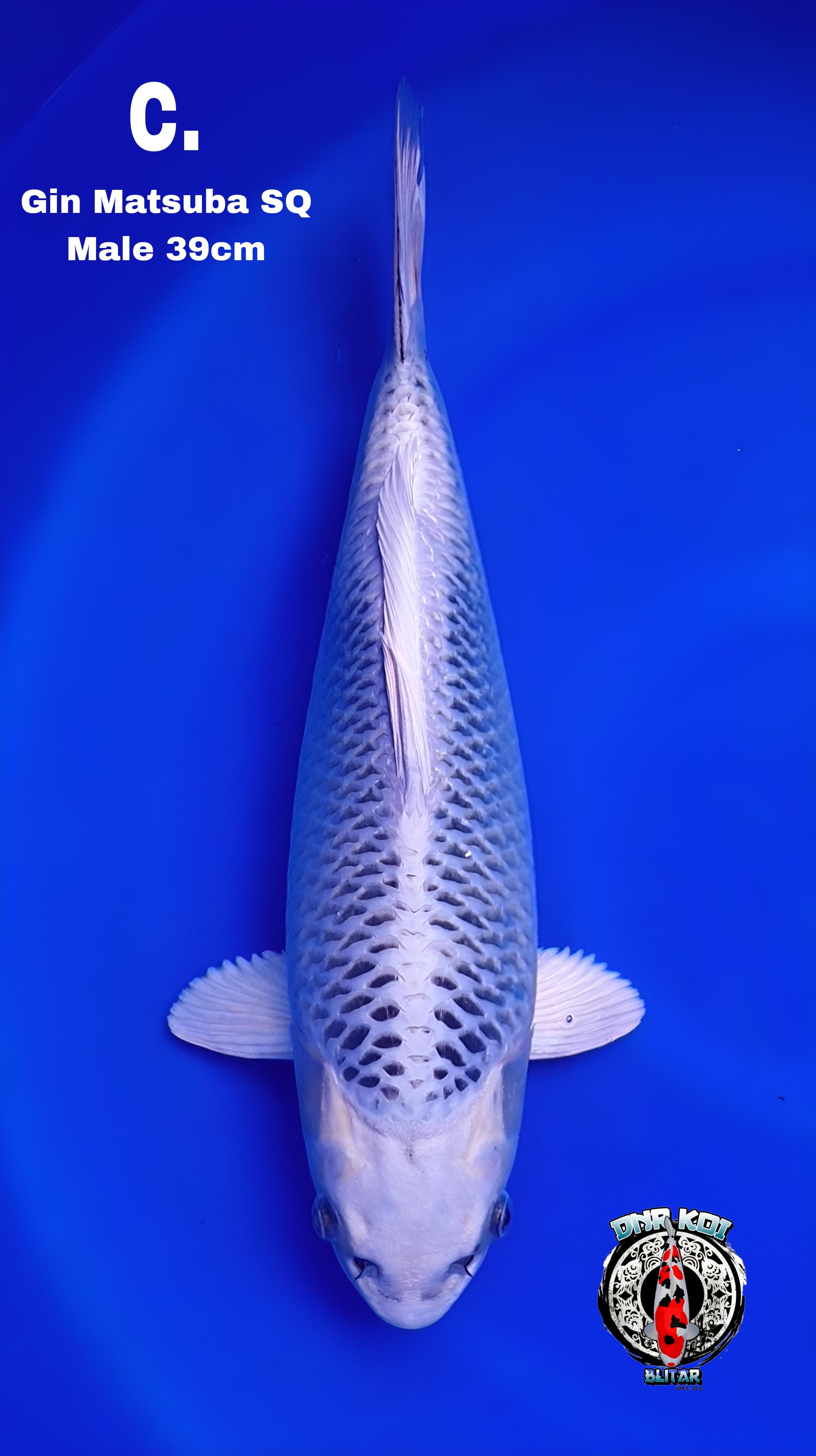 GIN MATSUBA SQBULKY HIKARI MENYALA MALE 39cm
