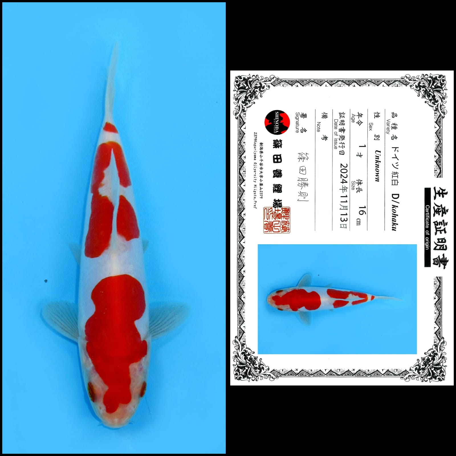 KOHAKU DOITSU IMPORT SHONA UNCHEK 16cm