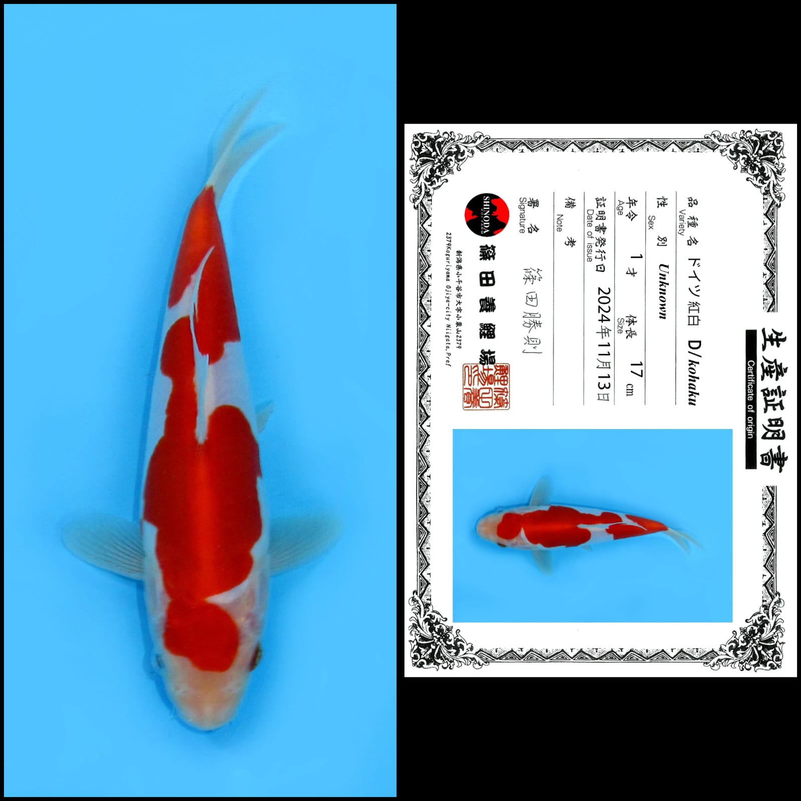 KOHAKU DOITSU IMPORT SHINODA UNCHEK 17cm