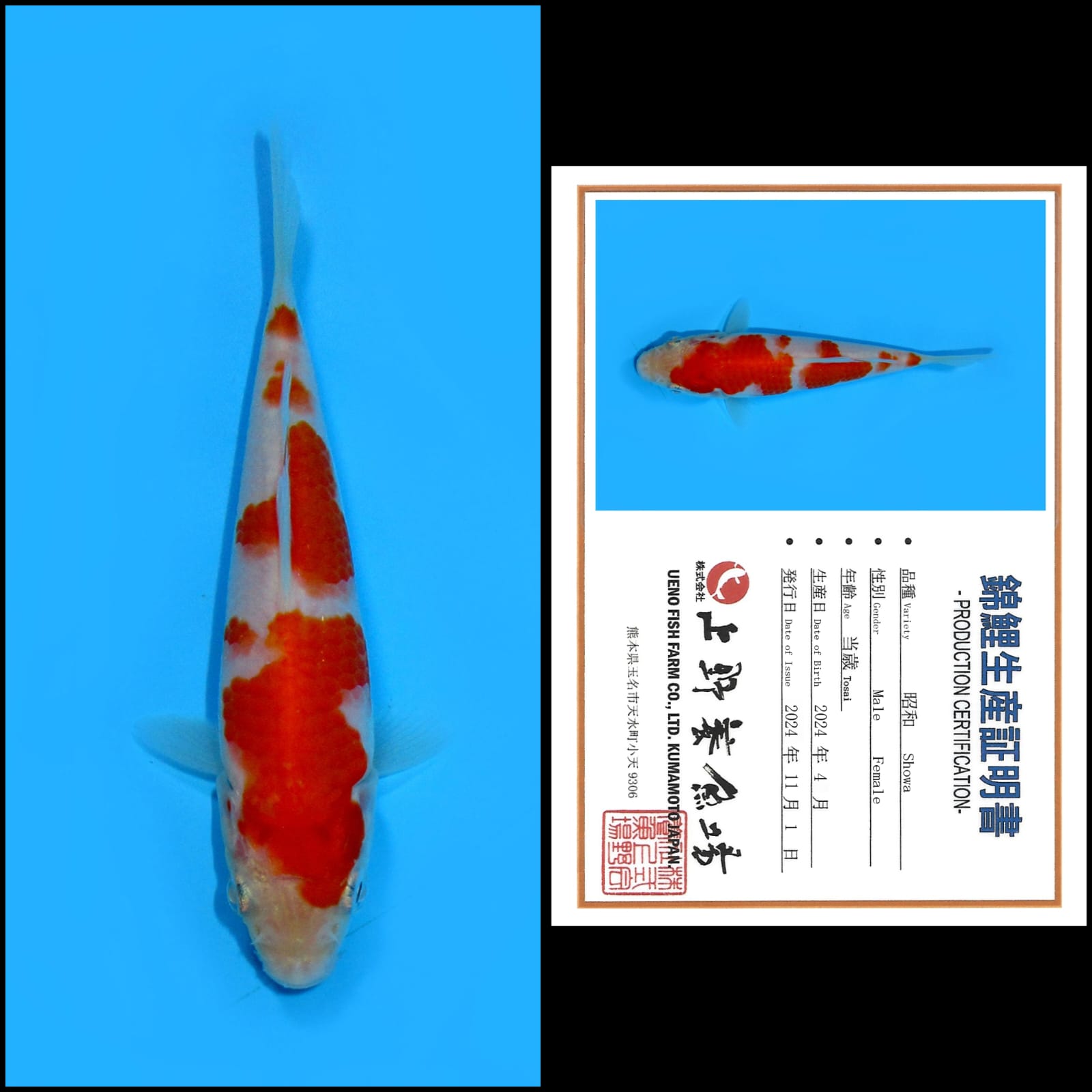 KOHAKU IMPORT OENO UNCHEK 12cm