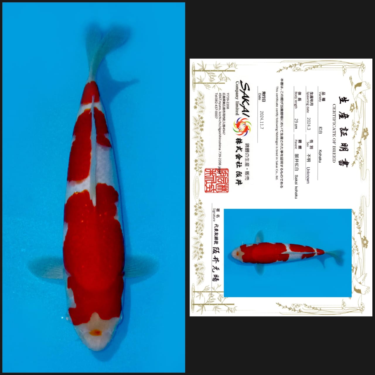 KOHAKU IMPORT SAKAI UNCHEK 29cm