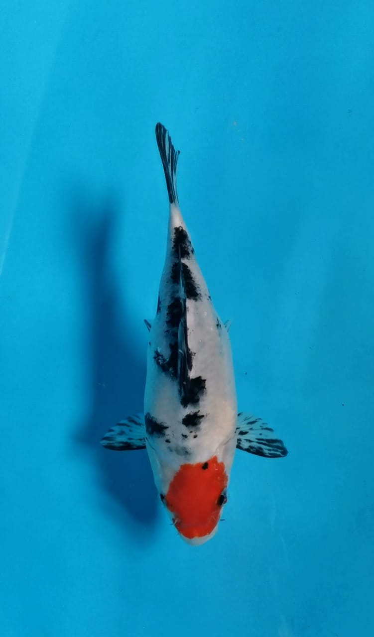 SHORT BODY TANCHO SANKE STRONG ORIGINAL LOKASI PASURUAN 22cm
