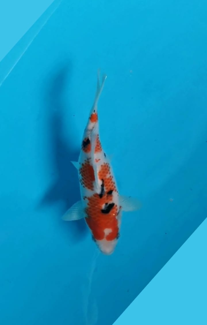 SHORT BODY HQ SANKE ORIGINAL GOOD PATREN POSISI IKAN DI PASURUAN 22cm