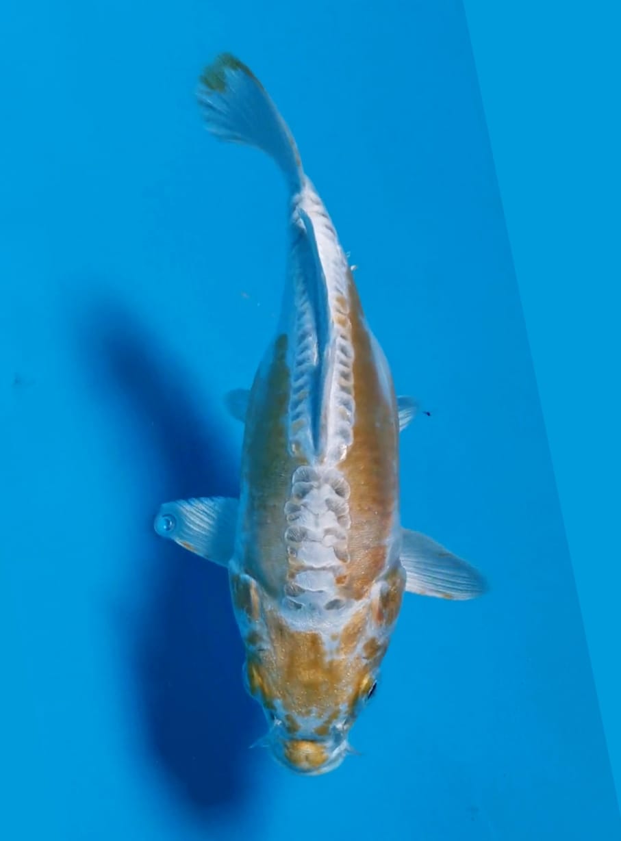 SHORT BODY YELLOW KIKO ISTIMEWA POSISI IKAN DI PASURUAN 20cm