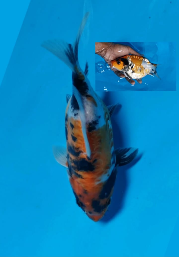 SHORT BODY SHOWA DOITU ARAGOKE RAPIH POSISI IKAN DI PASURUAN 19cm