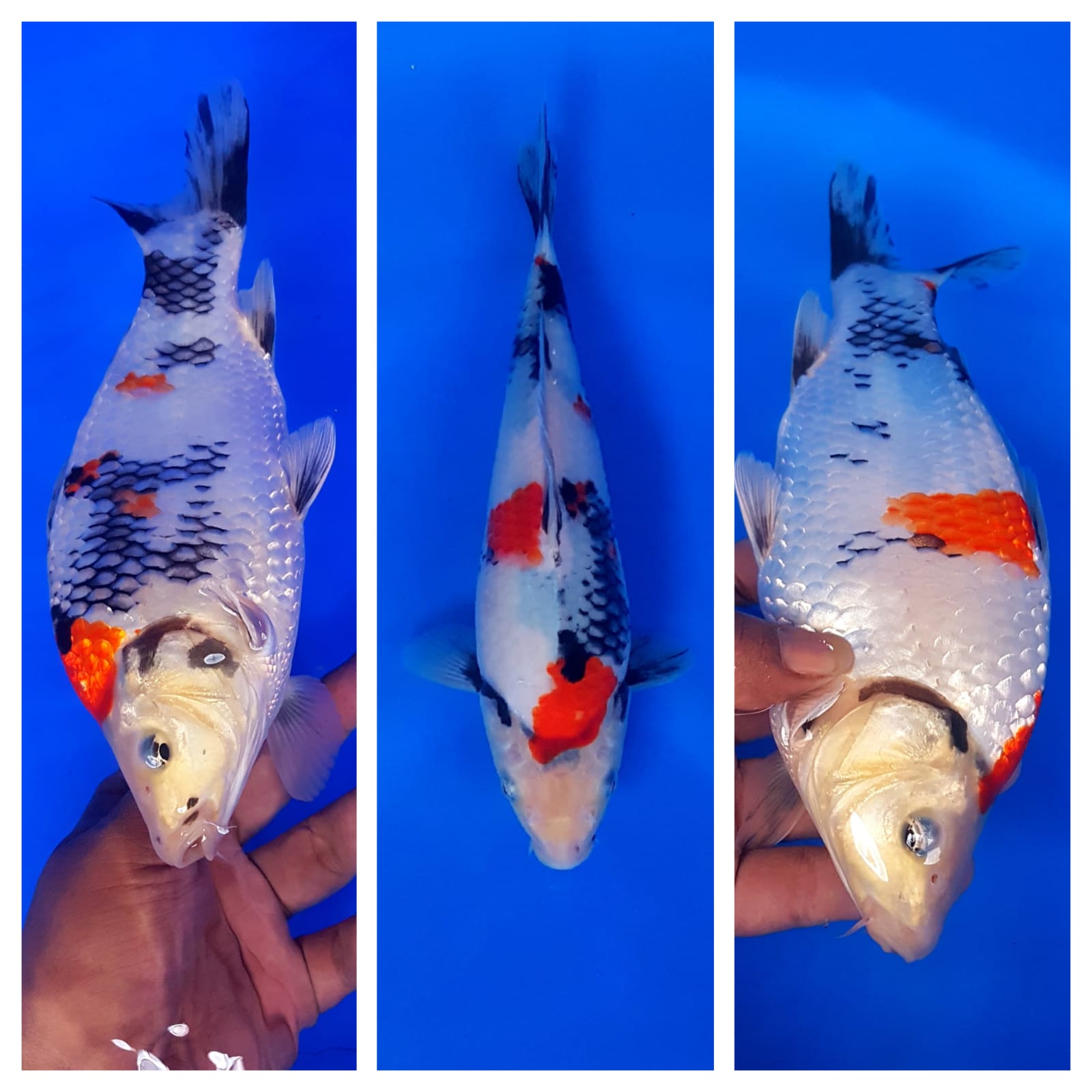 TATEGOI SHOWA SHOT BODY MUNUK OVER 23cm