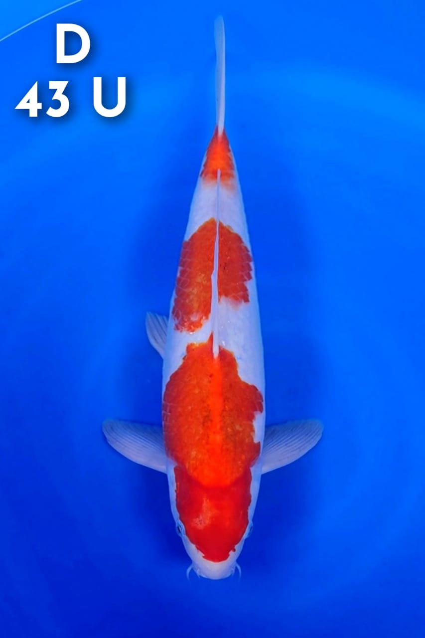 AI GOROMO 3STEEP ORIGINAL 43cm
