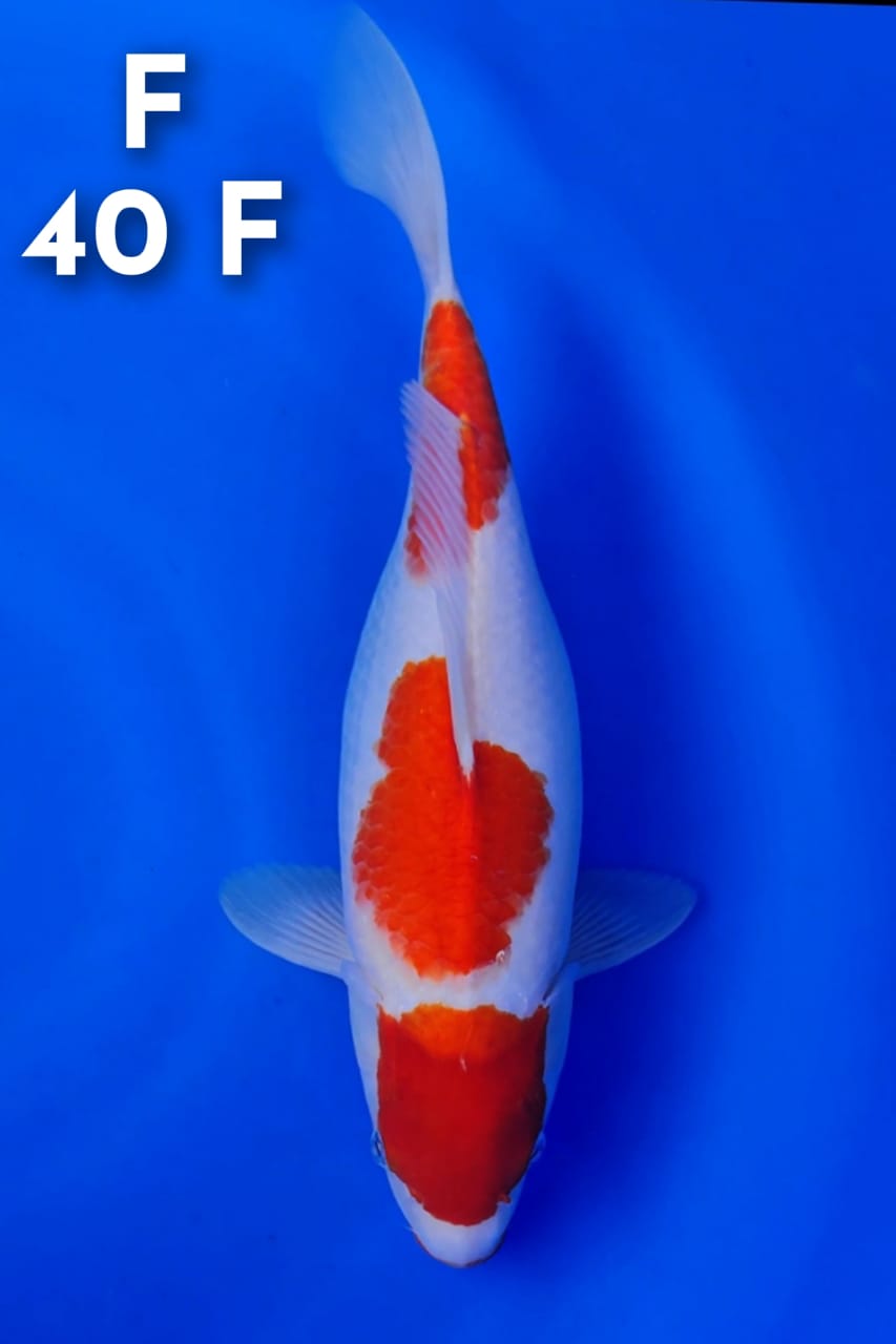 SANDAN KOHAKU ORIGINAL 40cm