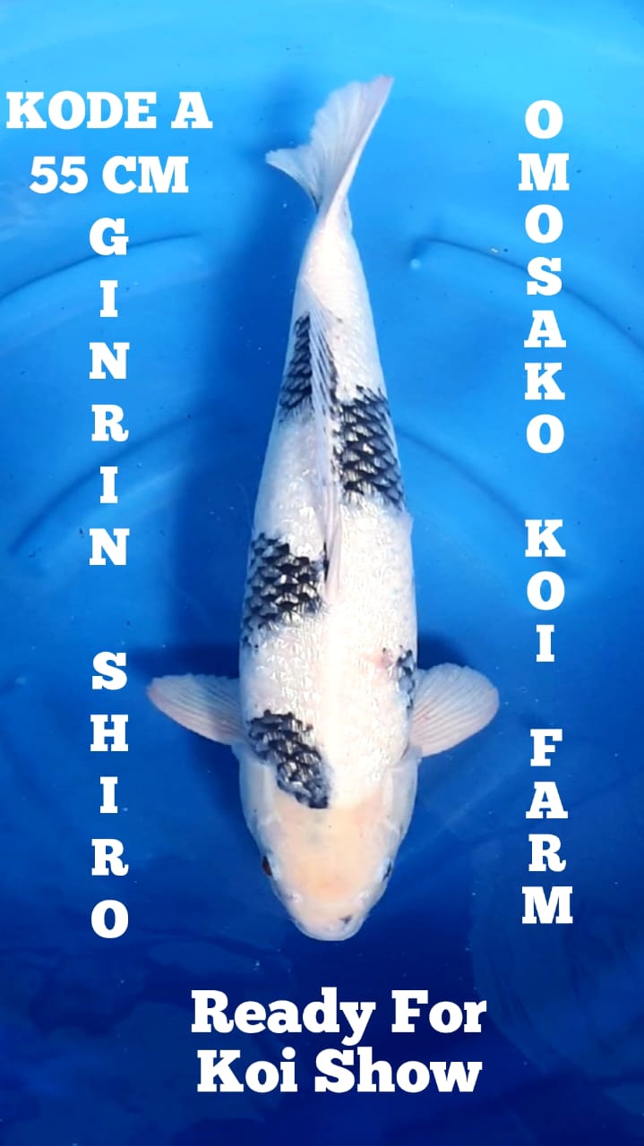 GINRIN SHIRO JANTAN OMOSAKO KOI FARM 55cm
