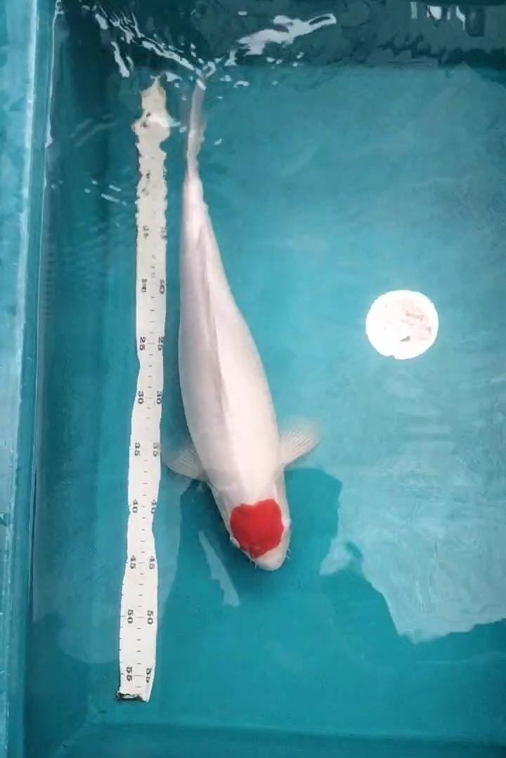 TANCHO KOHAKU 41cm