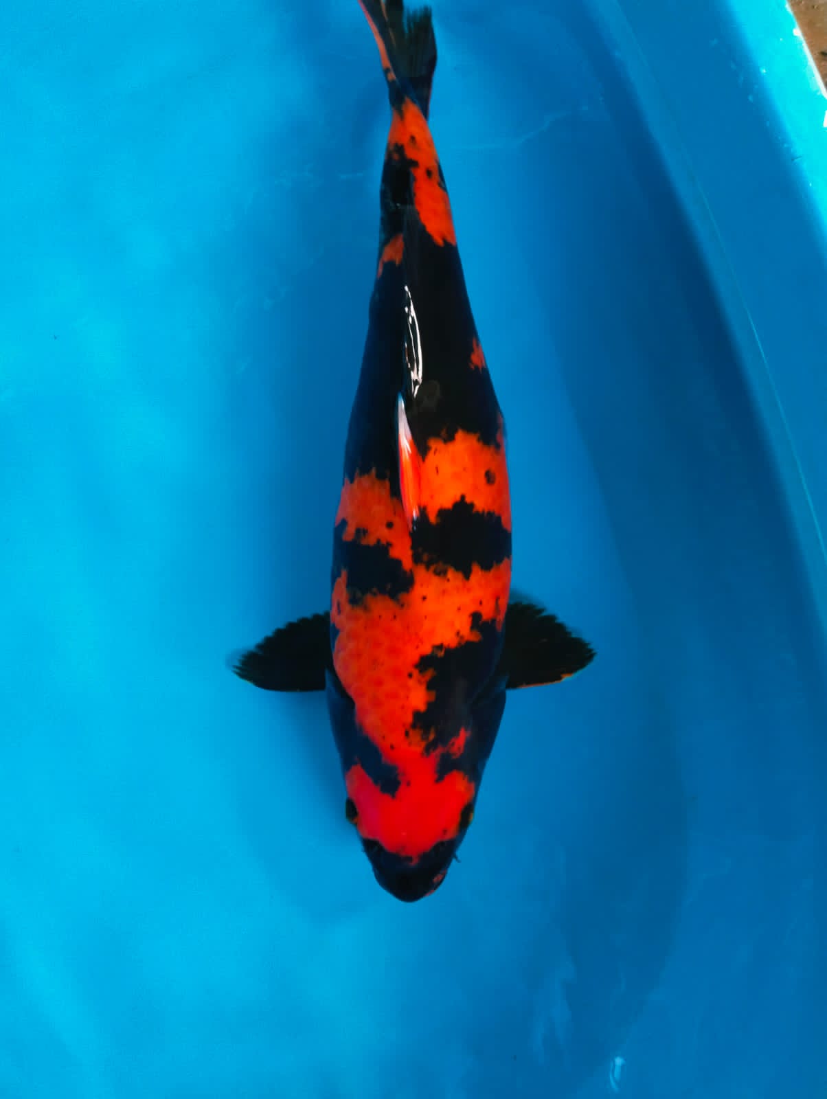 UTSURI 48cm