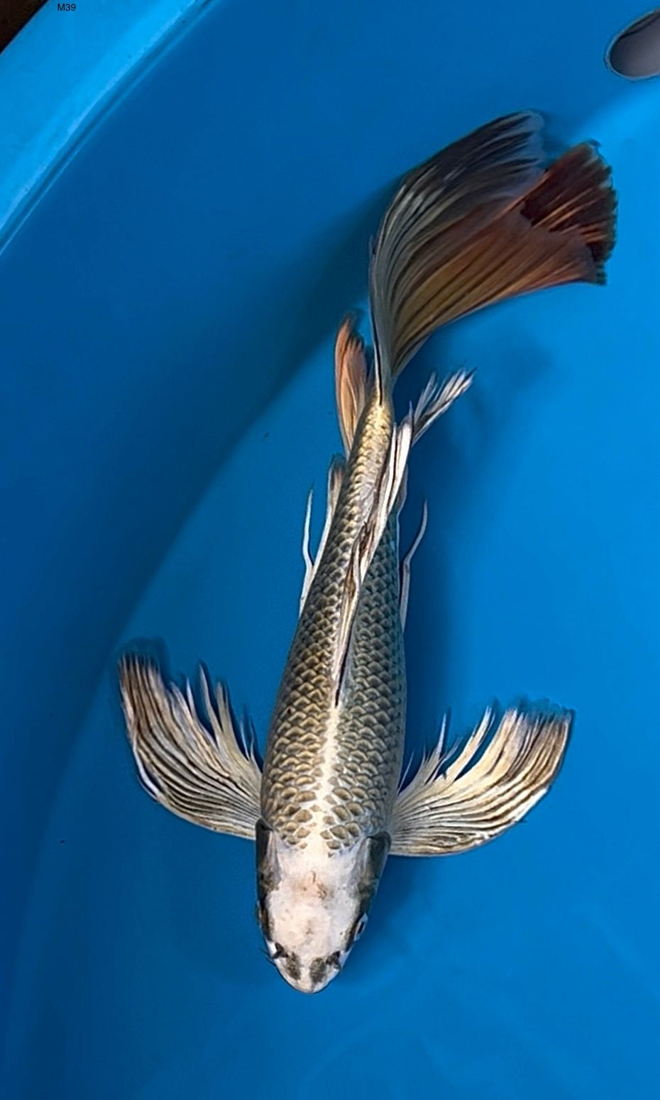 KUMPAY JANTAN 39cm
