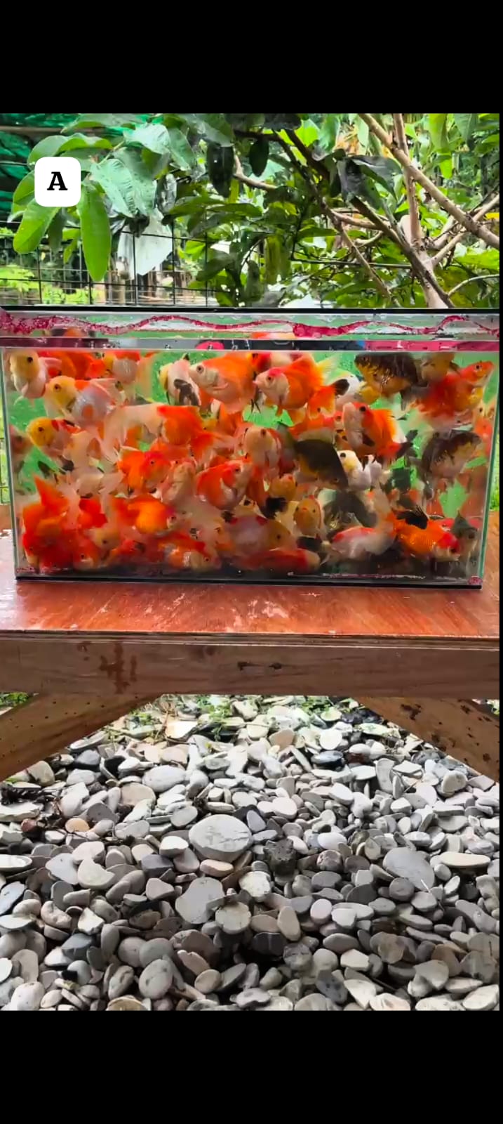 ORANDA 50PCS SIZE 911cm